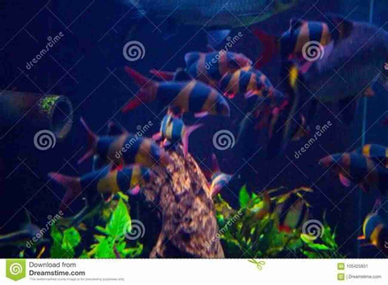 A Beautifully Set Up Fish Tank With Lively And Colorful Fish Swimming Happily Saltwater Aquariums: Learn How To Properly Set Up Your Tank And Make Your Fish Thrive