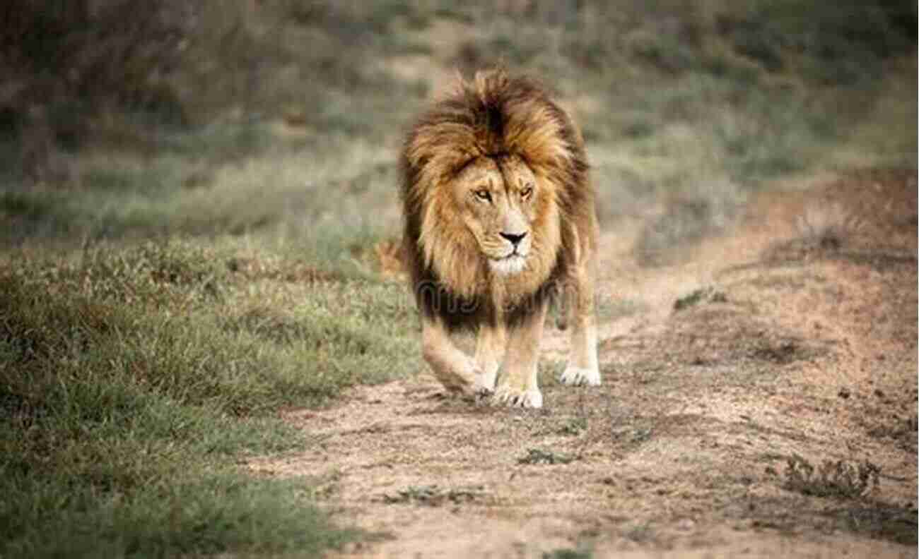 A Majestic Lion Roaming The African Safari My Little Safari Devotional Christopher Lawrence