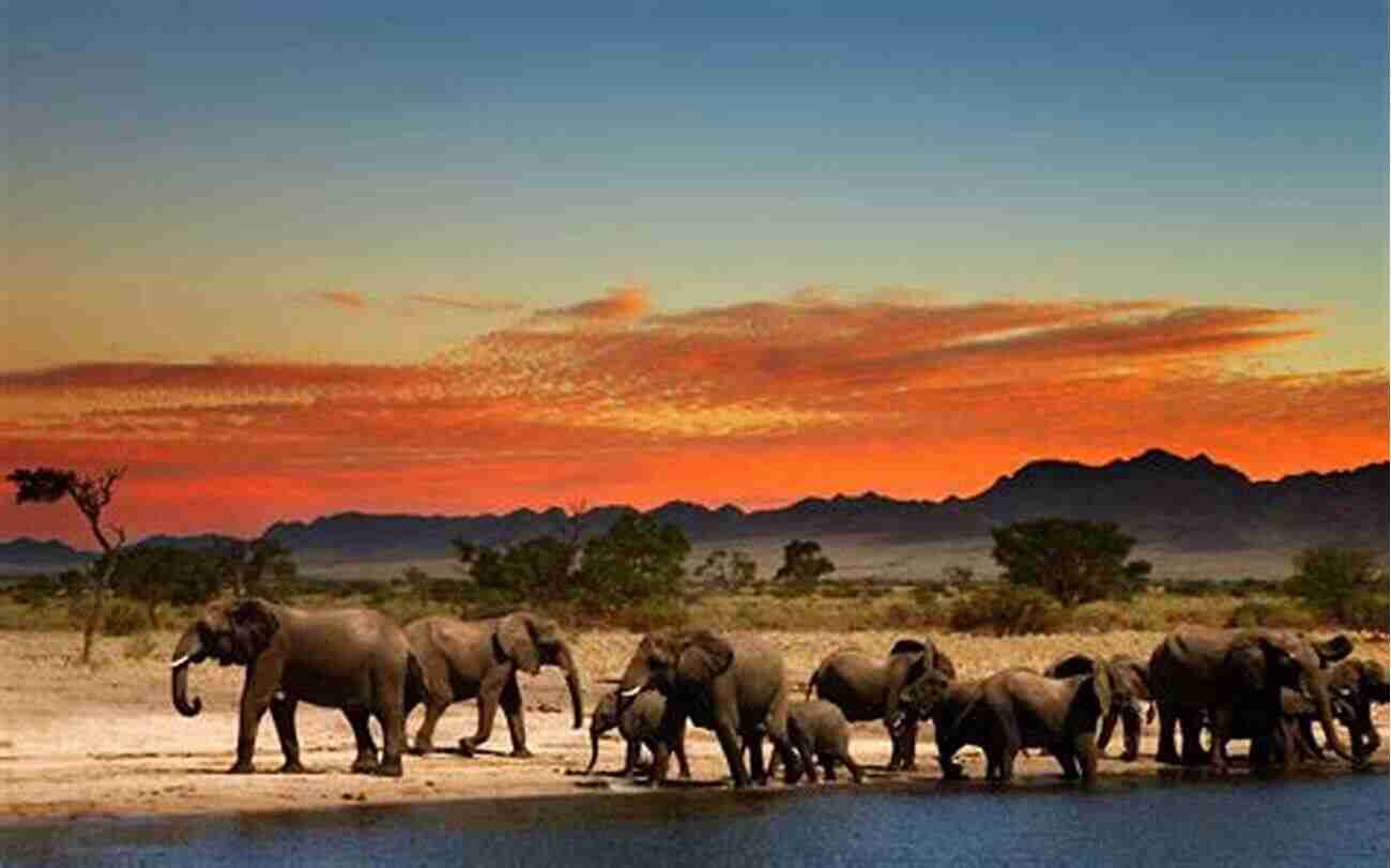 A Splendid Herd Of Elephants In The African Savannah My Little Safari Devotional Christopher Lawrence