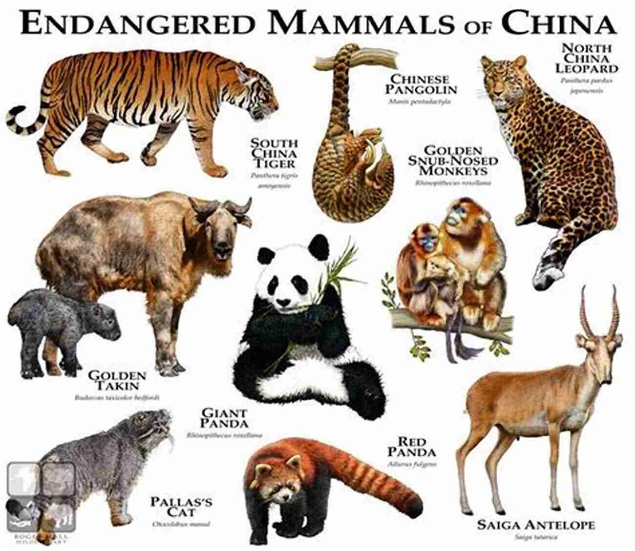 A Variety Of Chinese Mammals A Guide To The Mammals Of China