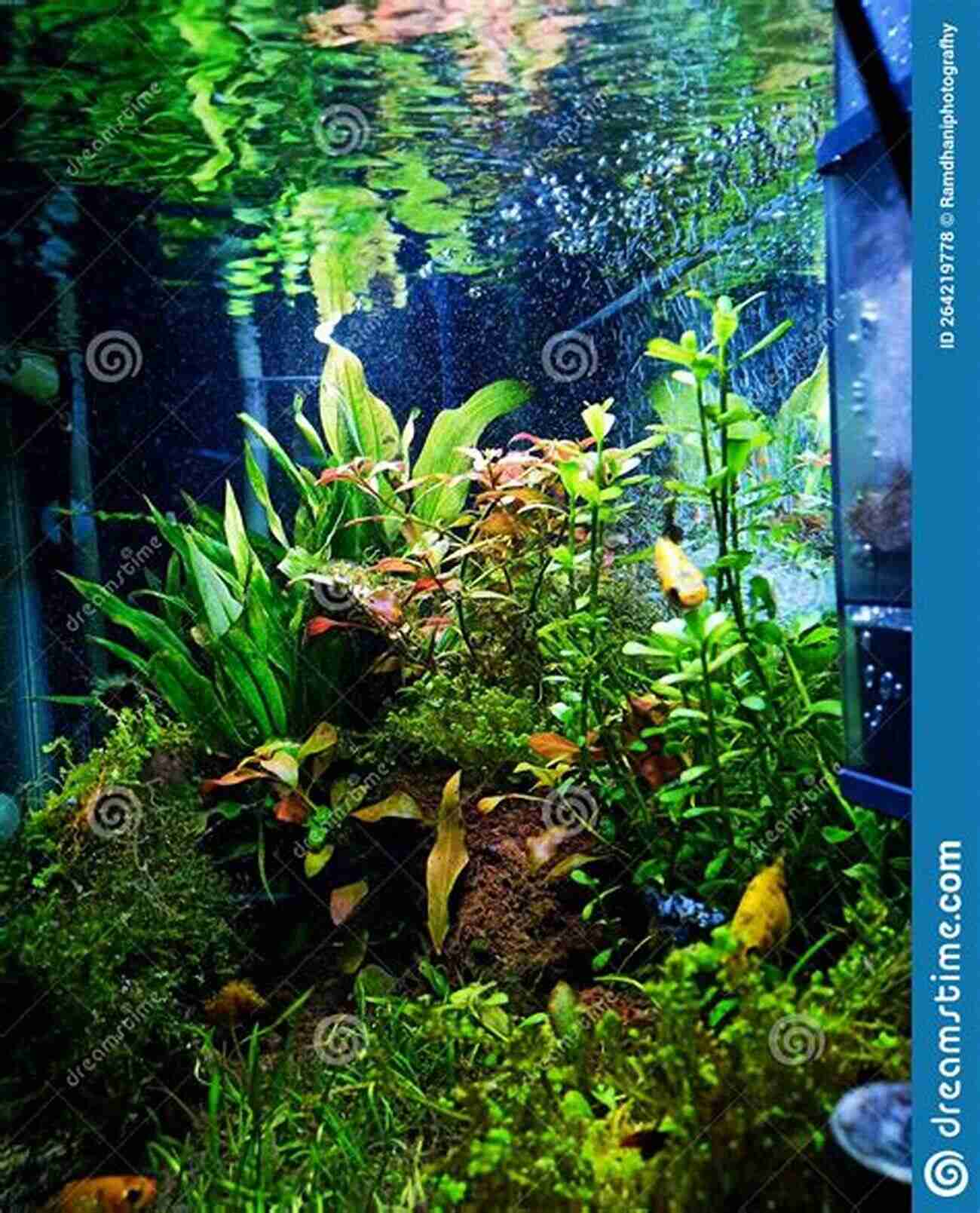 A Well Designed Fish Tank With Lush Plants And Ornamental Rocks Saltwater Aquariums: Learn How To Properly Set Up Your Tank And Make Your Fish Thrive