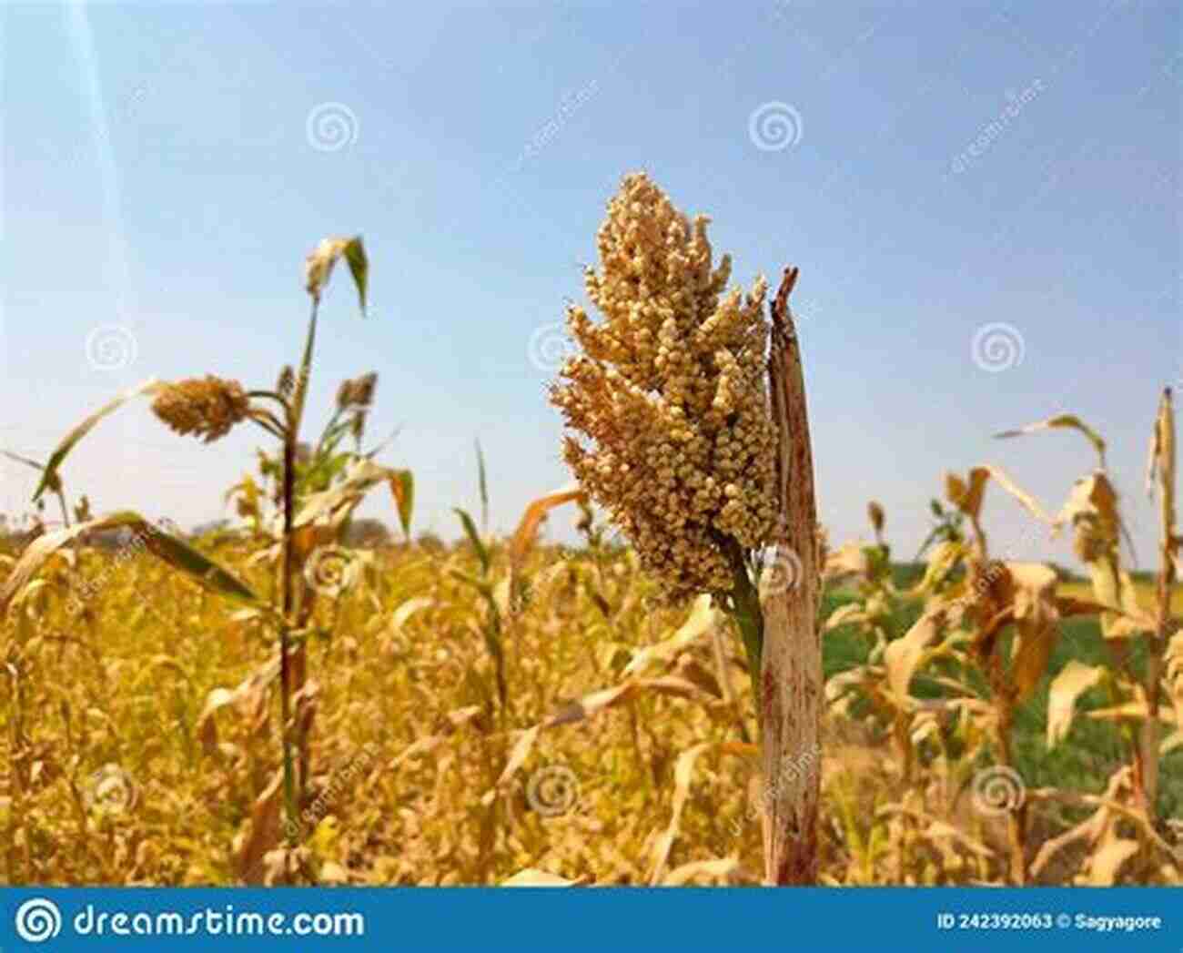 A Bountiful Sorghum Field Ready For Harvest Achieving Sustainable Cultivation Of Sorghum Volume 2: Sorghum Utilization Around The World (Burleigh Dodds In Agricultural Science 32)