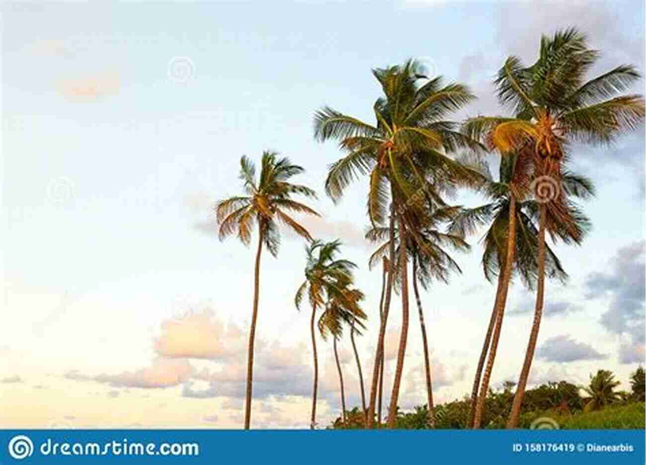 A Captivating Beach Scene Painted By Scenery Jane Lordson A Golden Sunset, Gentle Waves, And Palm Trees Swaying In The Breeze Scenery Jane Lordson