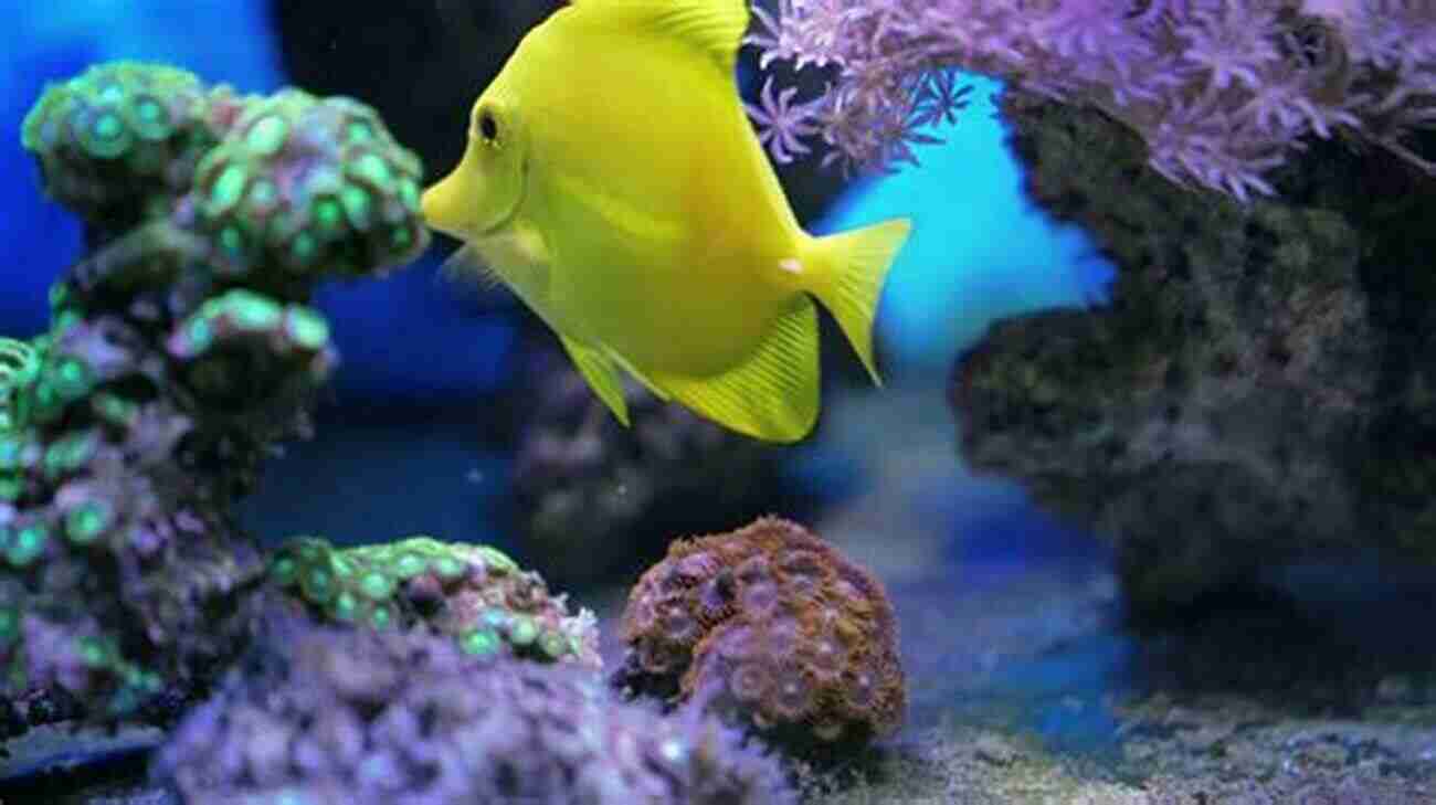 A Colorful Aquarium Fish Swimming In A Vibrant Underwater World Freshwater Aquariums: A Complete Guide To Take Care Of Your Aquarium Fish Basics Set Up Keeping Maintenance