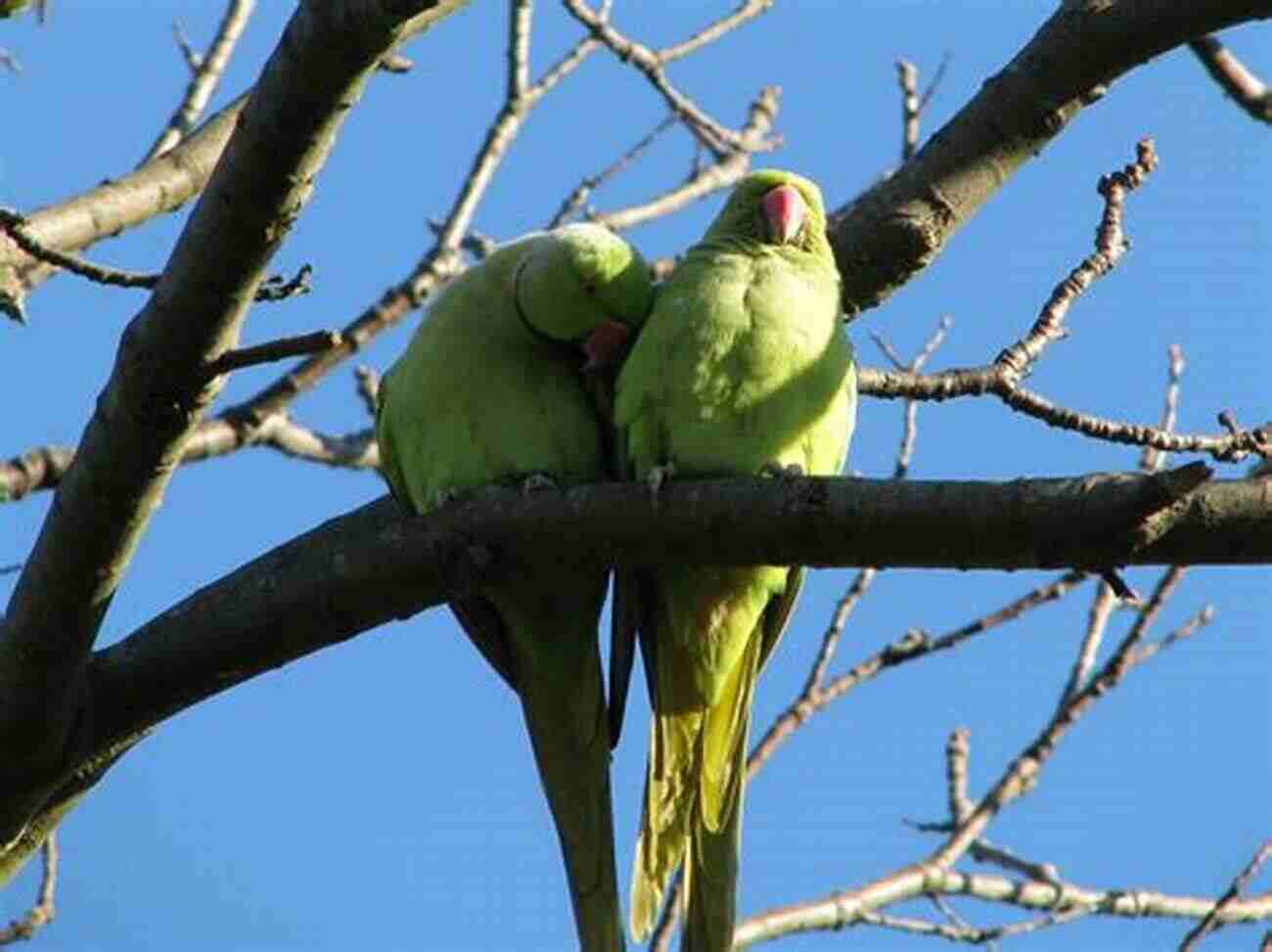 A Couple Of Colorful Indian Ringneck Parrots Perched On A Branch PARROT FACTS Volume 1: Discover The World Of Parrots From All Around The World Over 100 Parrots In This Volume (Parrots Of Paradise)