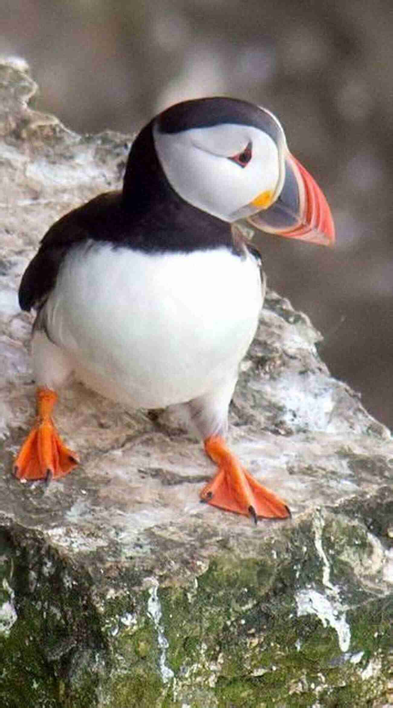 A Cute Atlantic Puffin With A Colorful Beak Perched On A Rock Coastal Scotland: Celebrating The History Heritage And Wildlife Of Scottish Shores