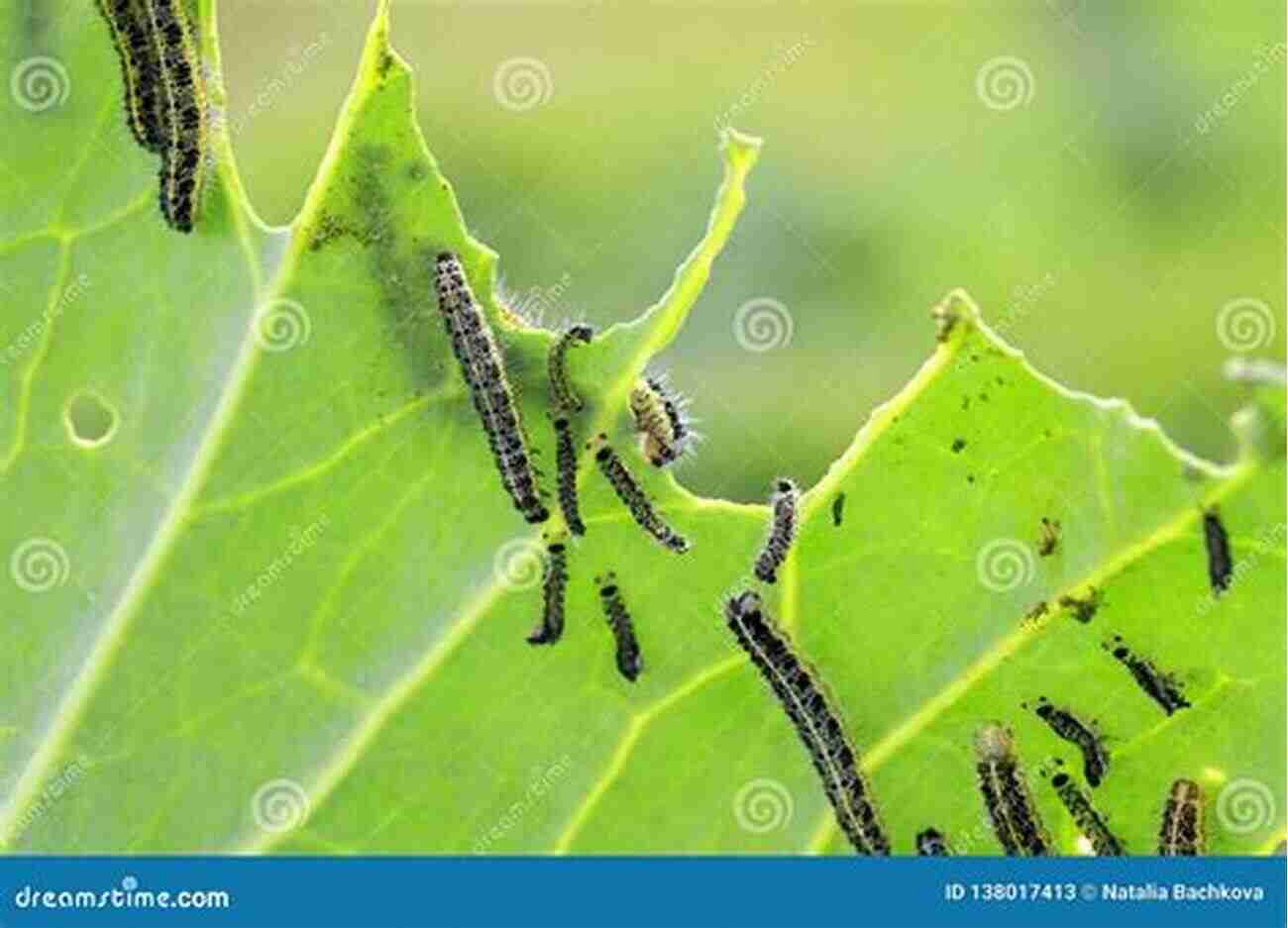 A Fat Caterpillar Crawling On A Leaf In Terry Garden Fat Caterpillars (Terry S Garden 1)