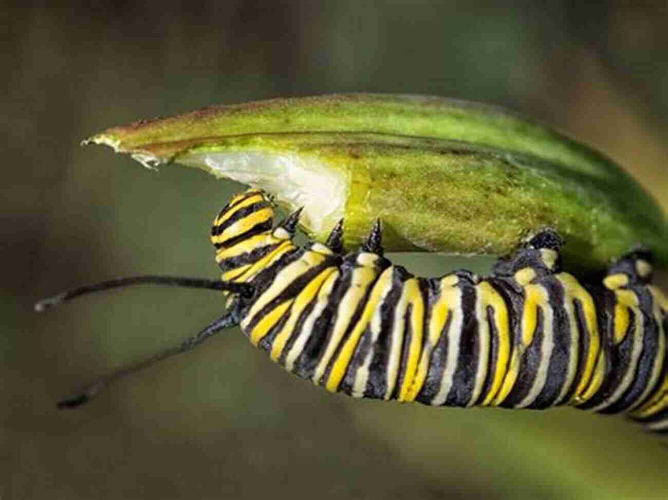 A Fat Caterpillar Munching On A Leaf In Terry Garden Fat Caterpillars (Terry S Garden 1)