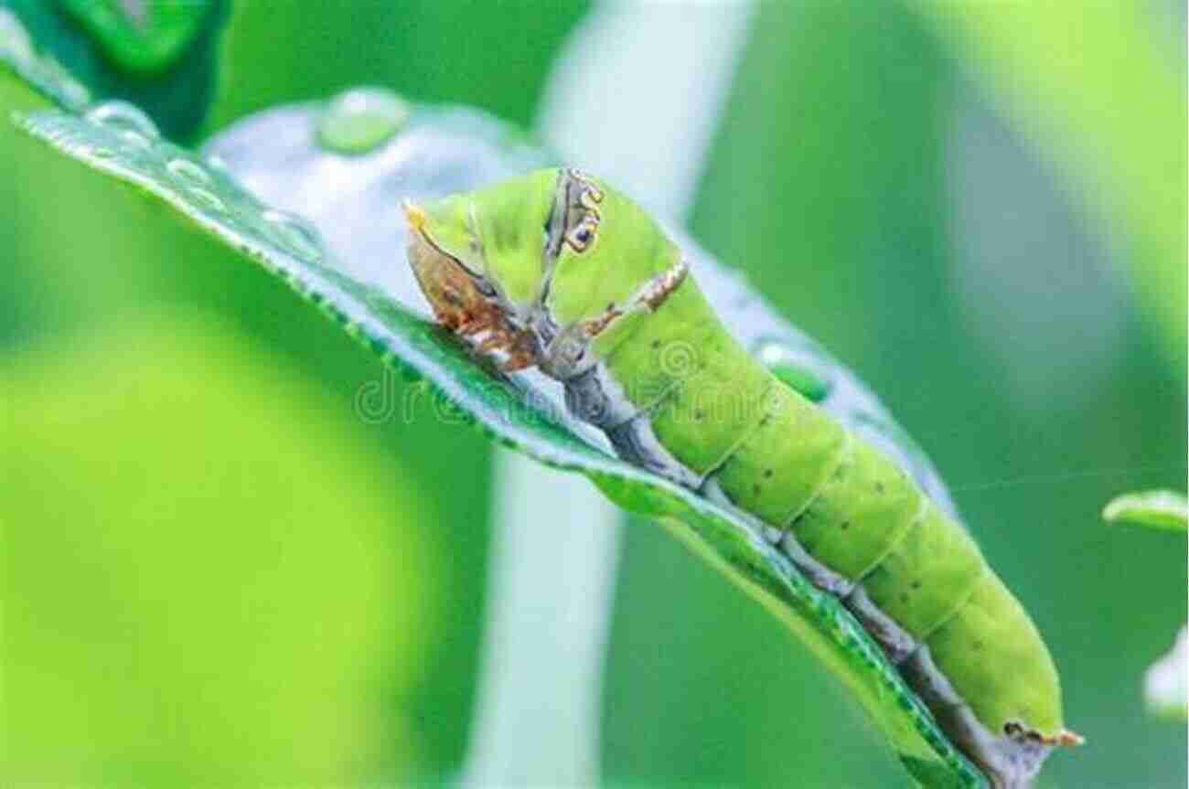 A Fat Caterpillar Resting On A Branch In Terry Garden Fat Caterpillars (Terry S Garden 1)