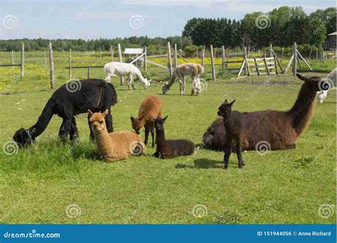 A Group Of Adorable Alpacas Grazing In A Green Field Alpacas A Guide By Rachel Hebditch