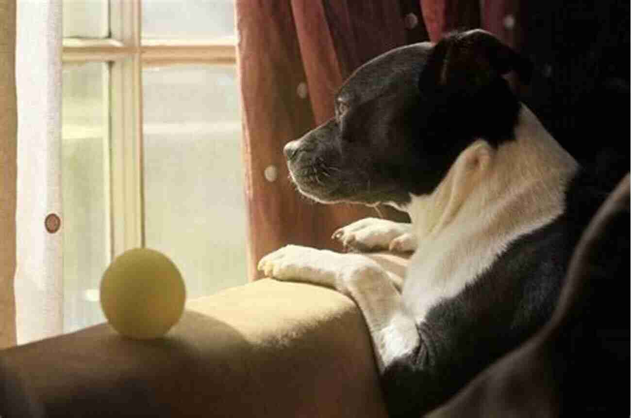 A Loyal Dog Looking Out The Window Through Cougar S Eyes: Life Lessons From One Man S Best Friend