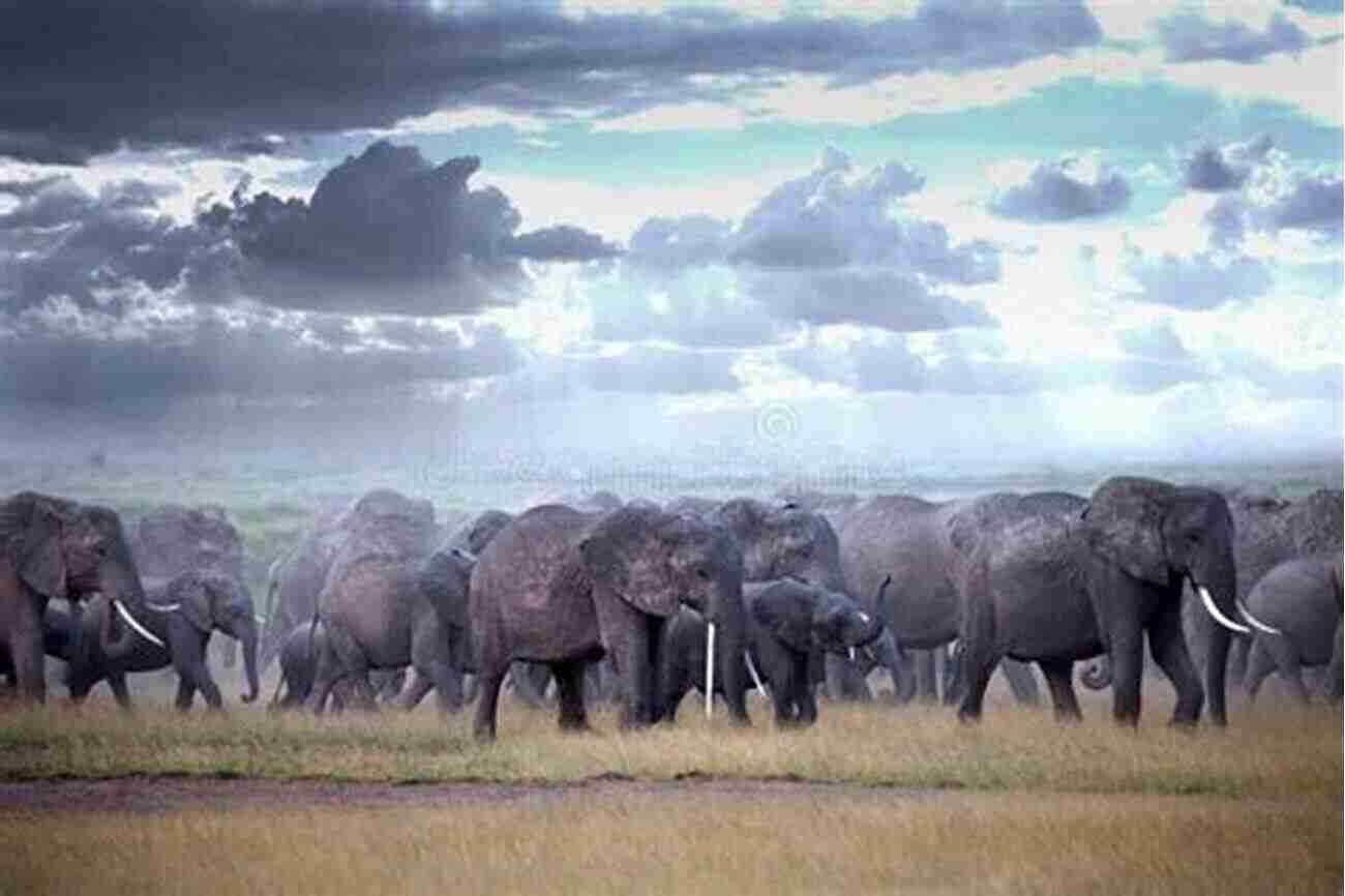 A Majestic Elephant Herd Walking Through The African Savannah Beyond The Secret Elephants: On Mystery Elephants And Discovery