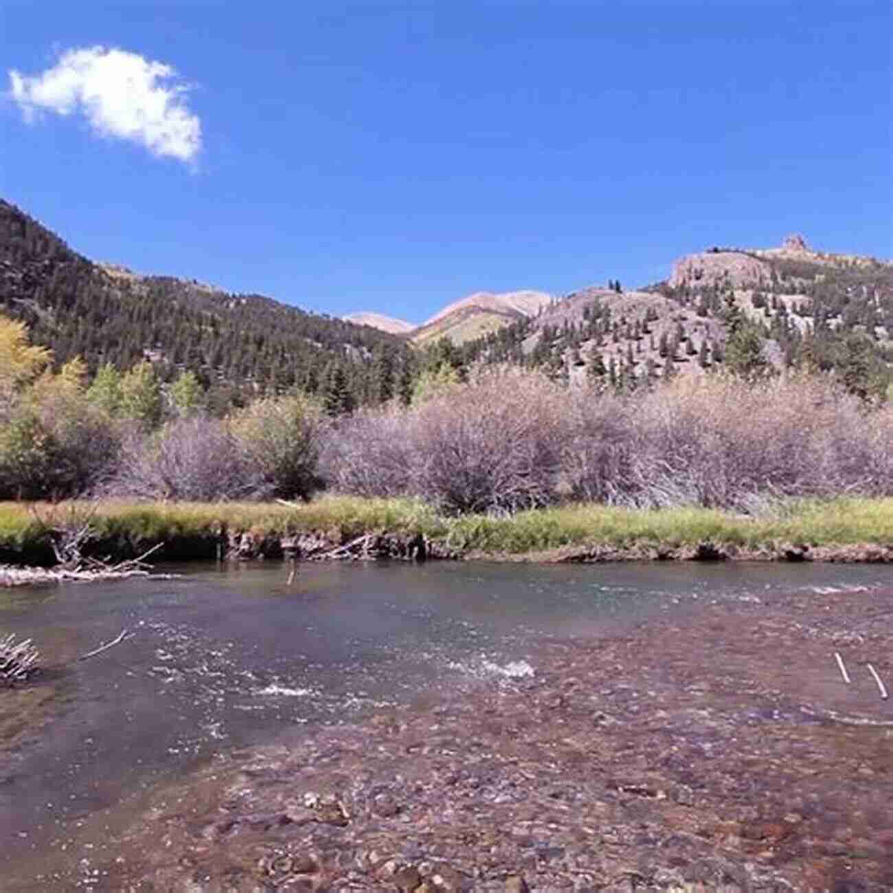 A Scenic View Of A Crystal Clear Trout Stream Flowing Through A Picturesque Landscape WHERE TROUT STREAMS FLOW Phil Duncan