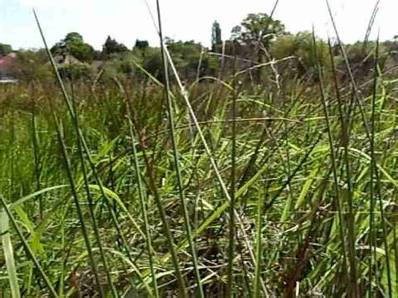 A Tiger Stealthily Moving Through Tall Grass T Is For Tigers (All About Tigers)