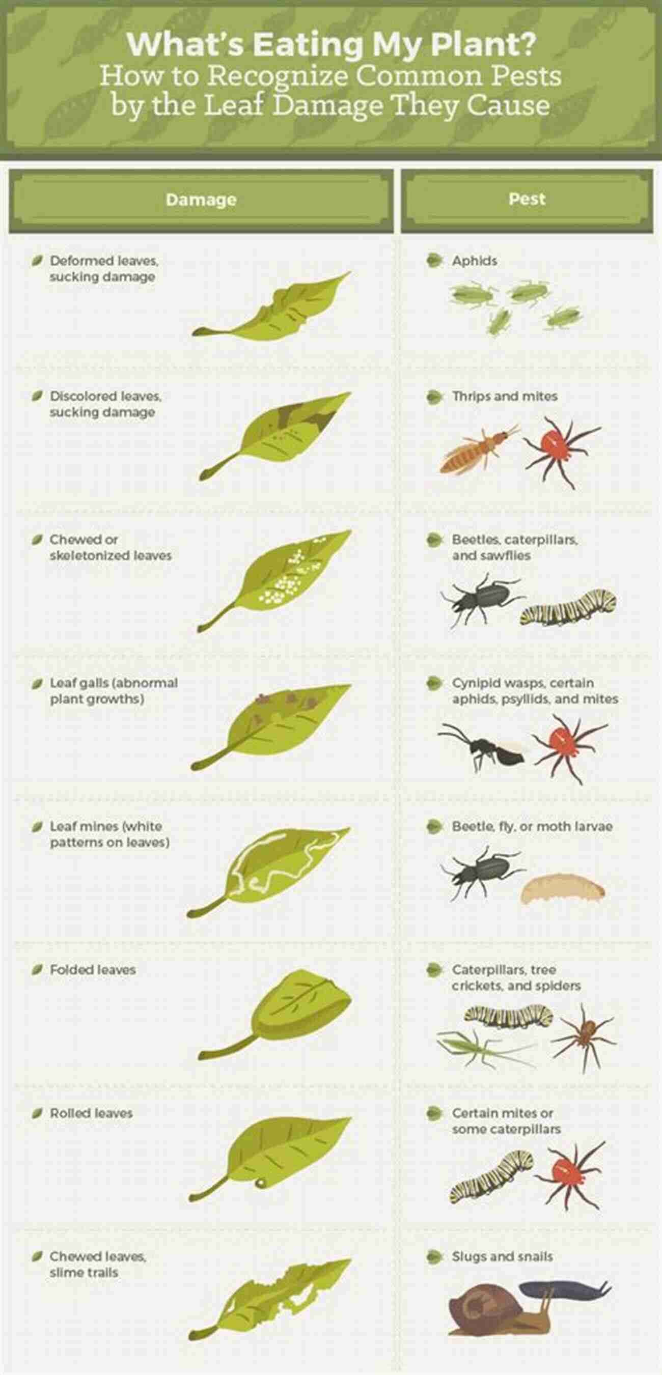 A Variety Of Garden Pests And Diseases Causing Damage To Plants Lexicon Of Plant Pests And Diseases