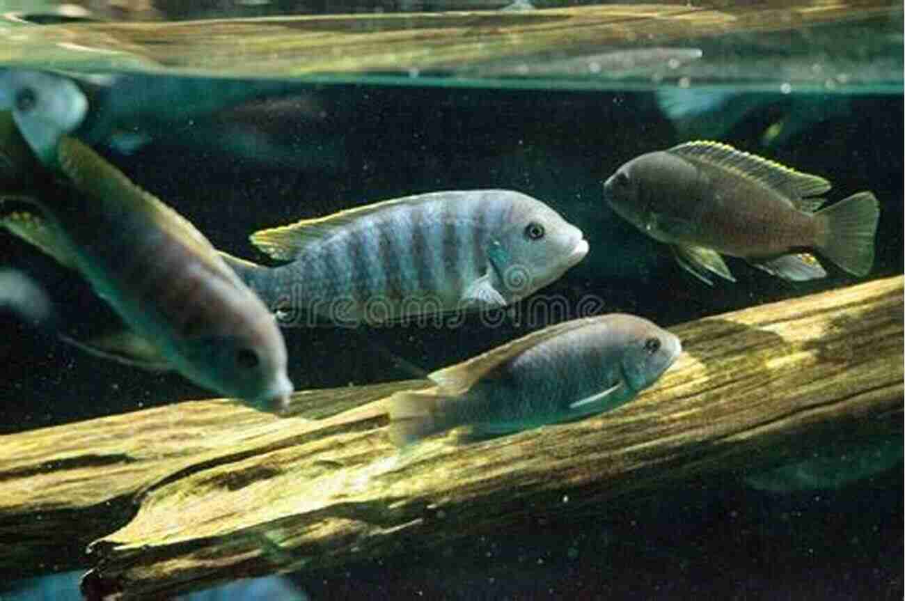 African Cichlid Swimming In A Colorful Coral Reef African Cichlid Basics ALLAN FORD