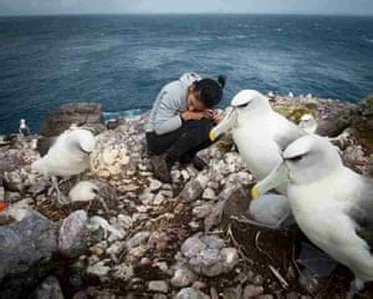 Albatross On Remote Island Finding Australian Birds: A Field Guide To Birding Locations