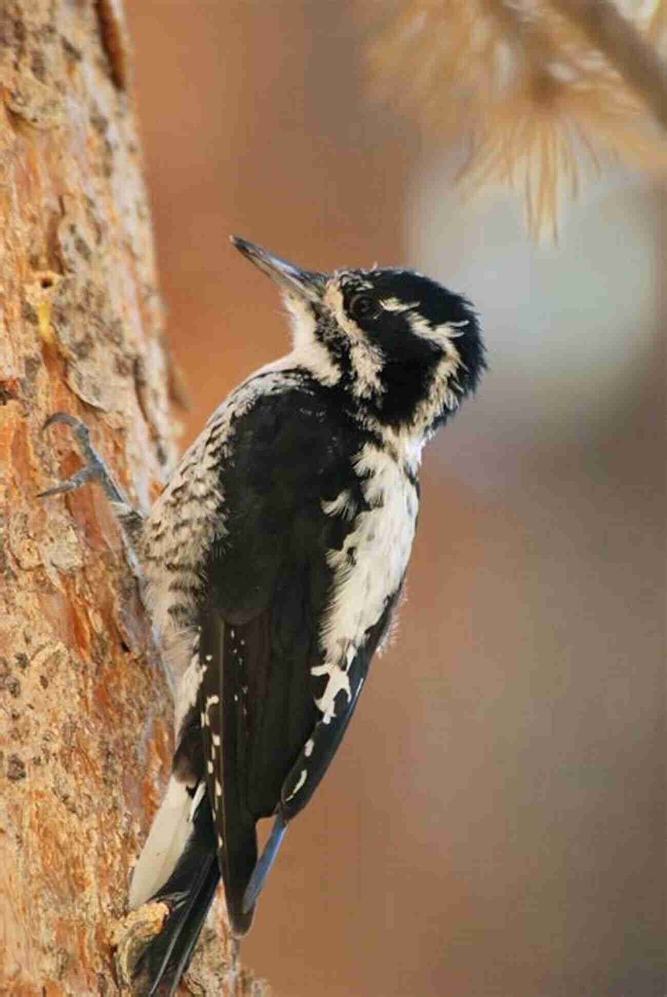 Alpine Birds In Mountain Range Finding Australian Birds: A Field Guide To Birding Locations