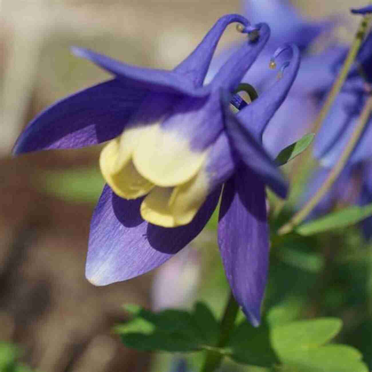 Amazing Blue And White Columbine Flowers Wildflowers Of The Mountain West