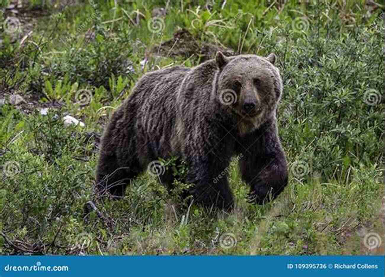 Bear Family Foraging Banff National Park: Banff National Park In Photographs