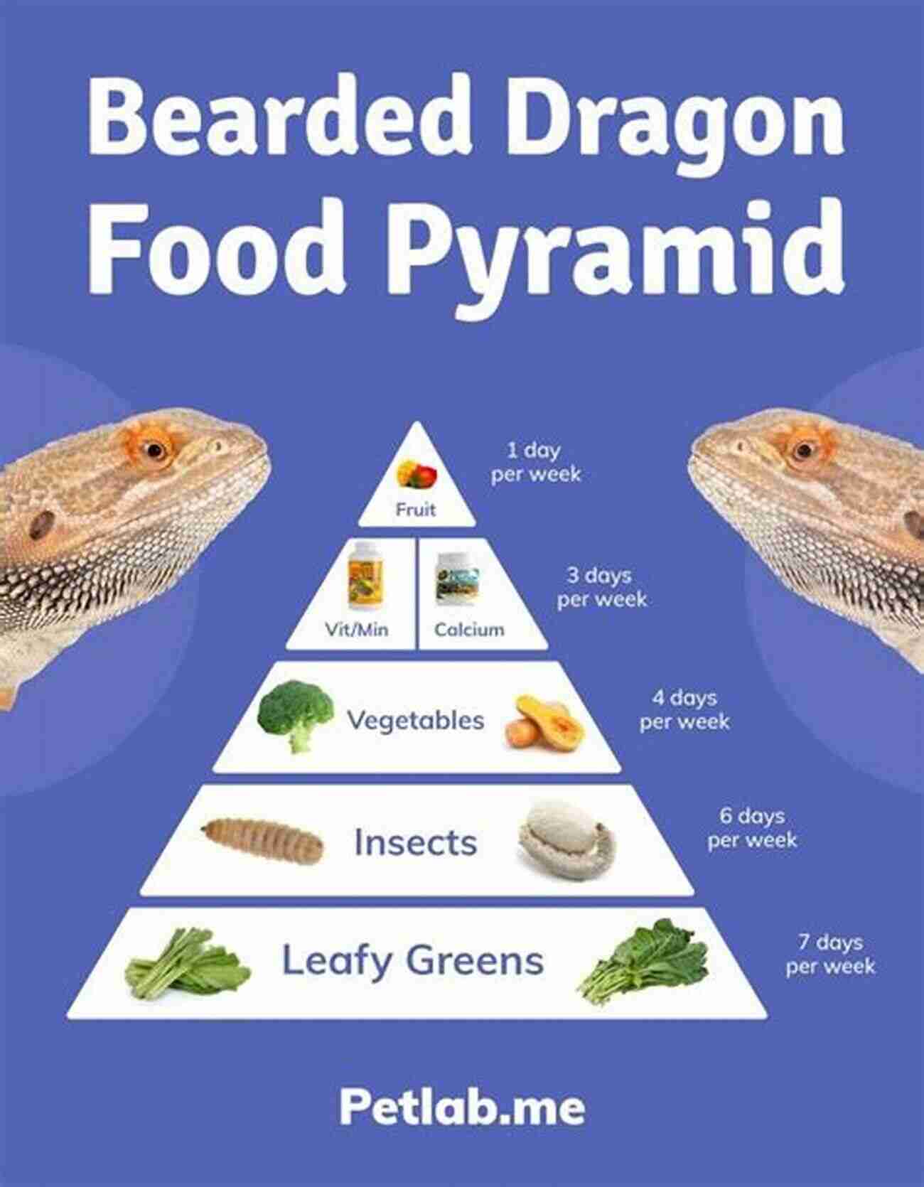 Bearded Dragon Bathing The Bearded Dragon Care Manual: The Ultimate Care Guide Food List For Raising A Healthy Bearded Dragon