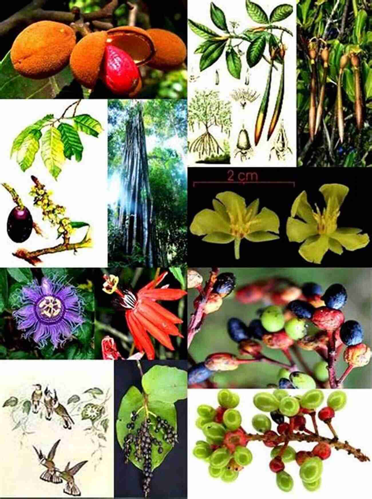 Beautiful Amazon Rainforest: Pictorial Field Guide To The Woody Plants Of The Amazon Vol III A Pictorial Field Guide To The Woody Plants Of The Amazon VOL III: CACTACEAE GESNERIACEAE