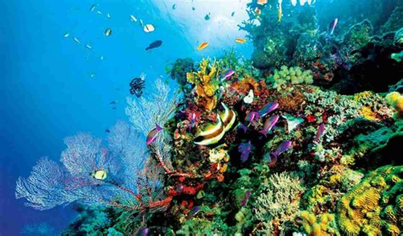 Beautiful Coral Reef In Danger Of Extinction The Lost Continent: Coral Reef Conservation And Restoration In The Age Of Extinction