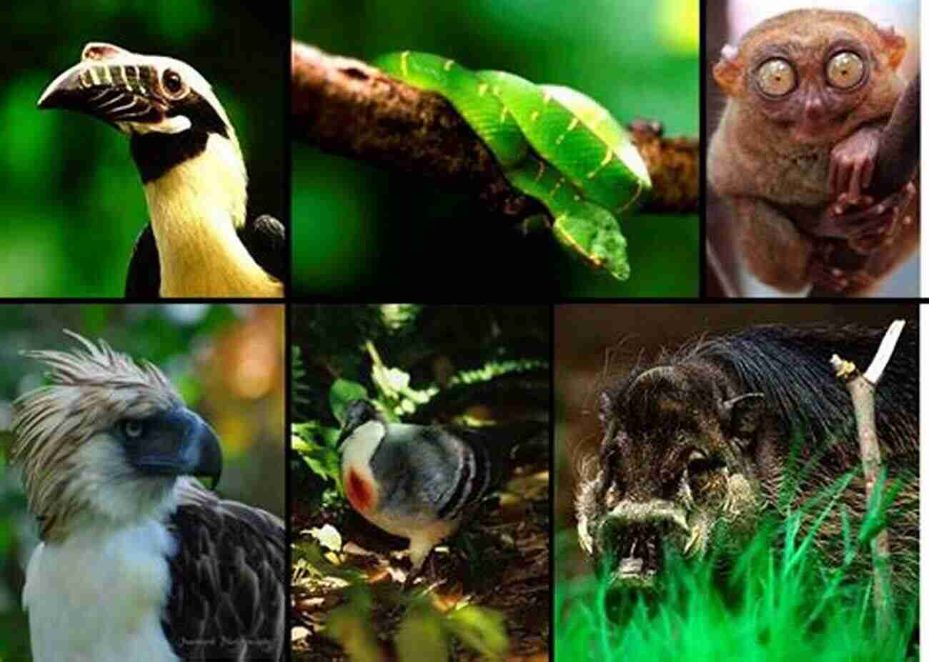 Beautiful Endangered Species In The Philippines A Paradise Of Biodiversity Hotspot Cool Country: Biodiversity In The Philippines