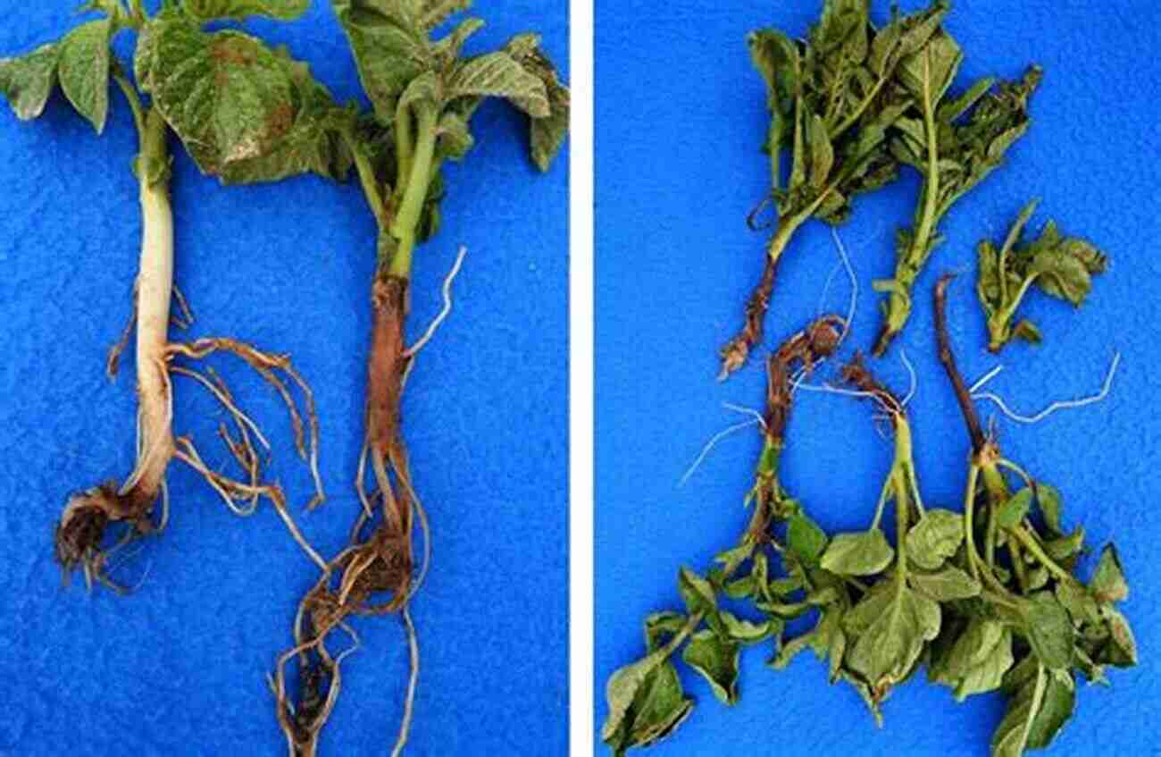 Blackleg On Potato Stems Potato Diseases Avery E Rich