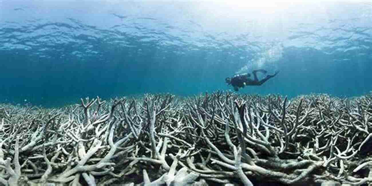 Bleached Coral Affected By Rising Sea Temperatures The Lost Continent: Coral Reef Conservation And Restoration In The Age Of Extinction