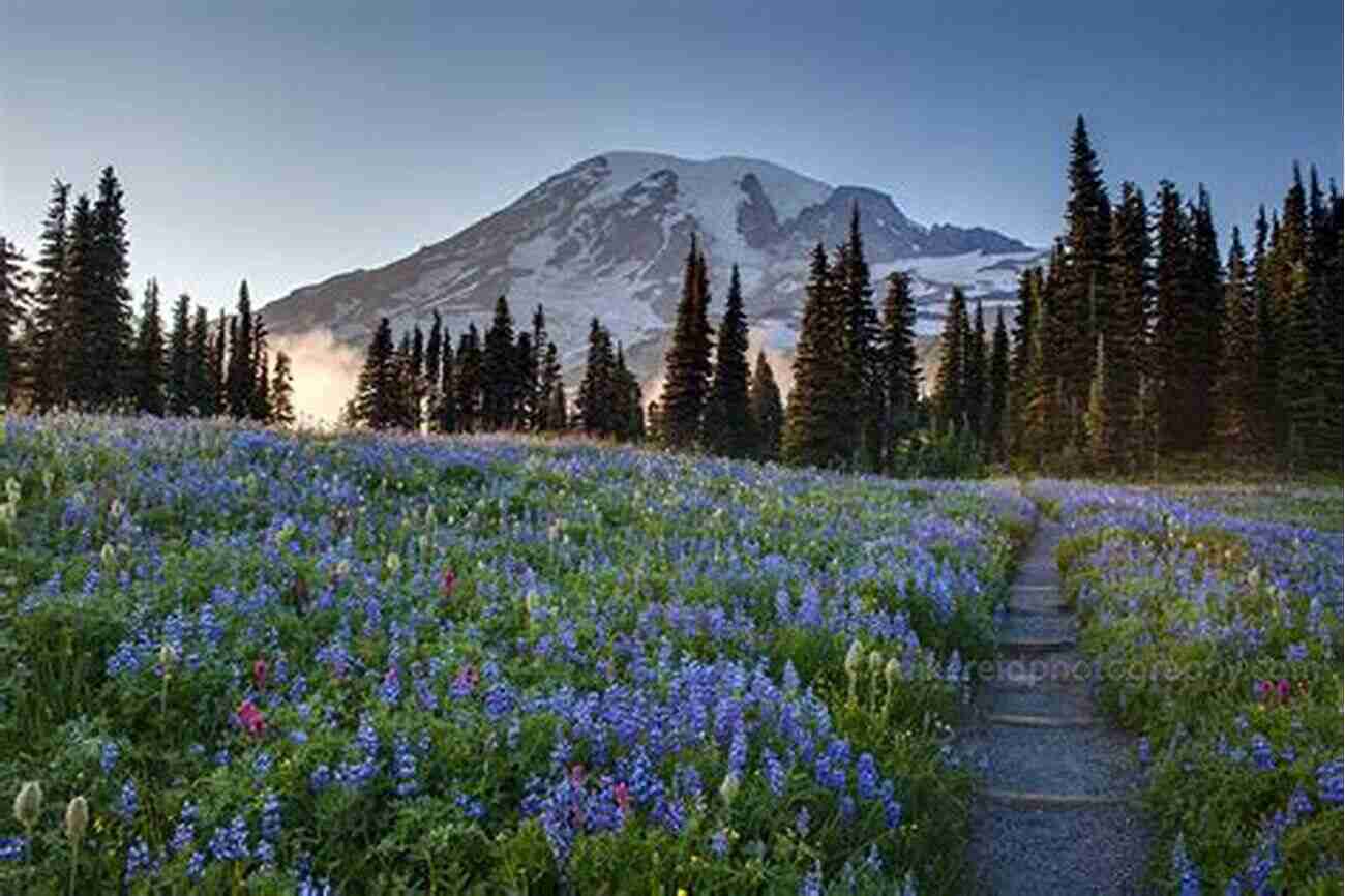 Breathtaking Purple Lupines In A Mountain Meadow Wildflowers Of The Mountain West