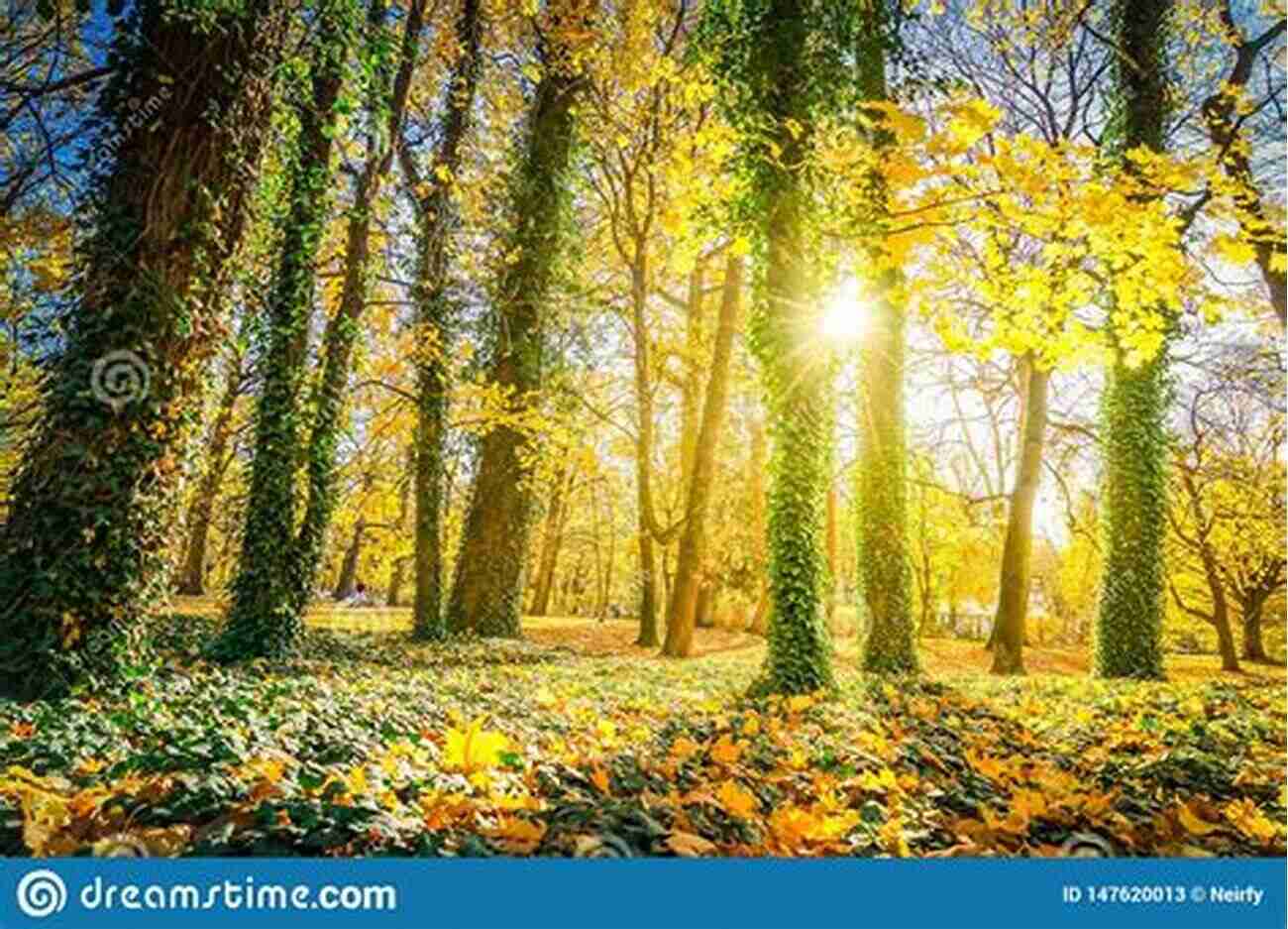 Breathtaking Beauty Of Trees From Different Seasons – Autumn Foliage, Vibrant Green Summer, And Snowy Winter Landscape. Living With The Trees Of Life