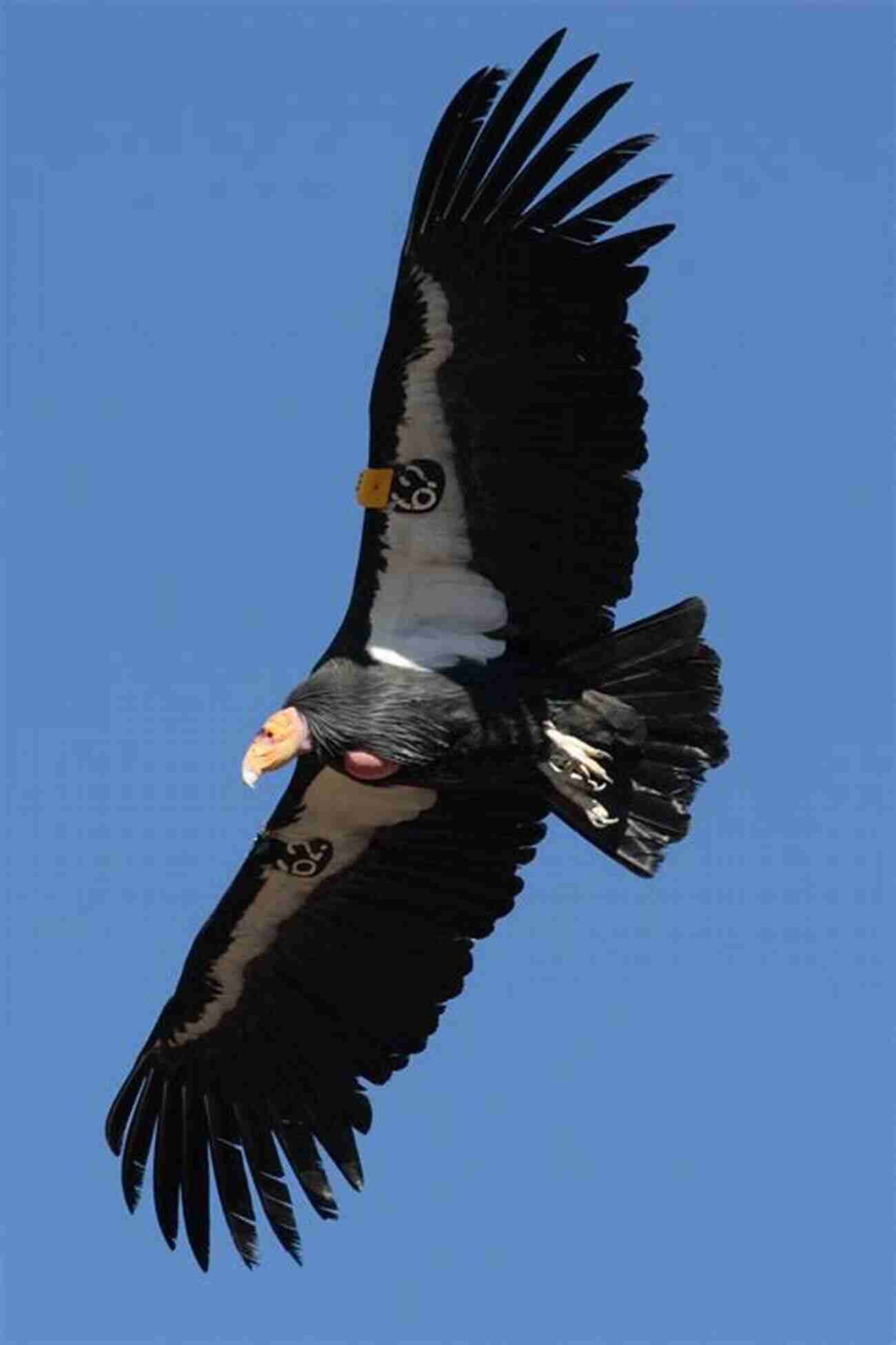 California Condor In Flight Bay Area Birds Ross Barnett