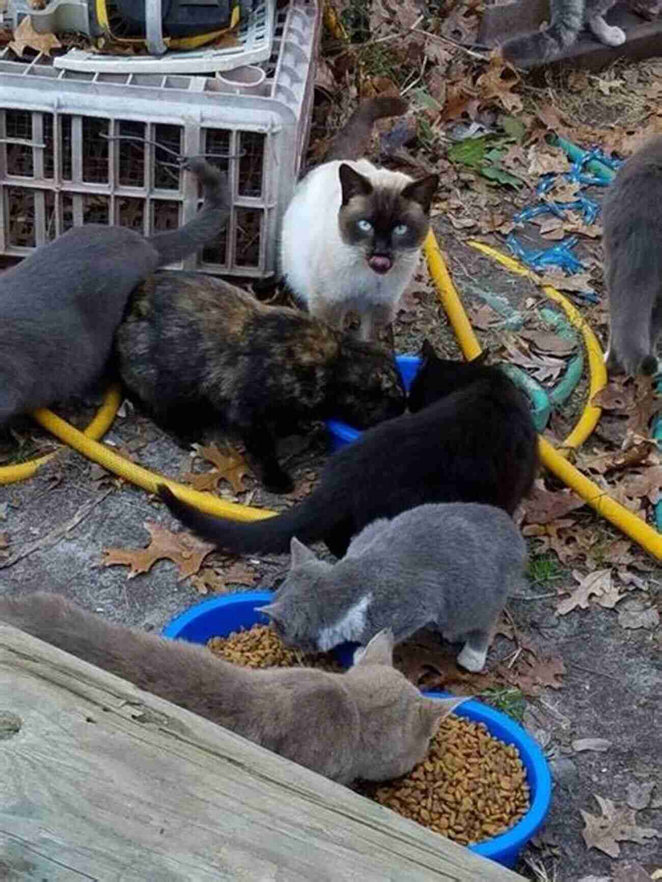 Central Park Cat Colony The Cat Men Of Gotham: Tales Of Feline Friendships In Old New York