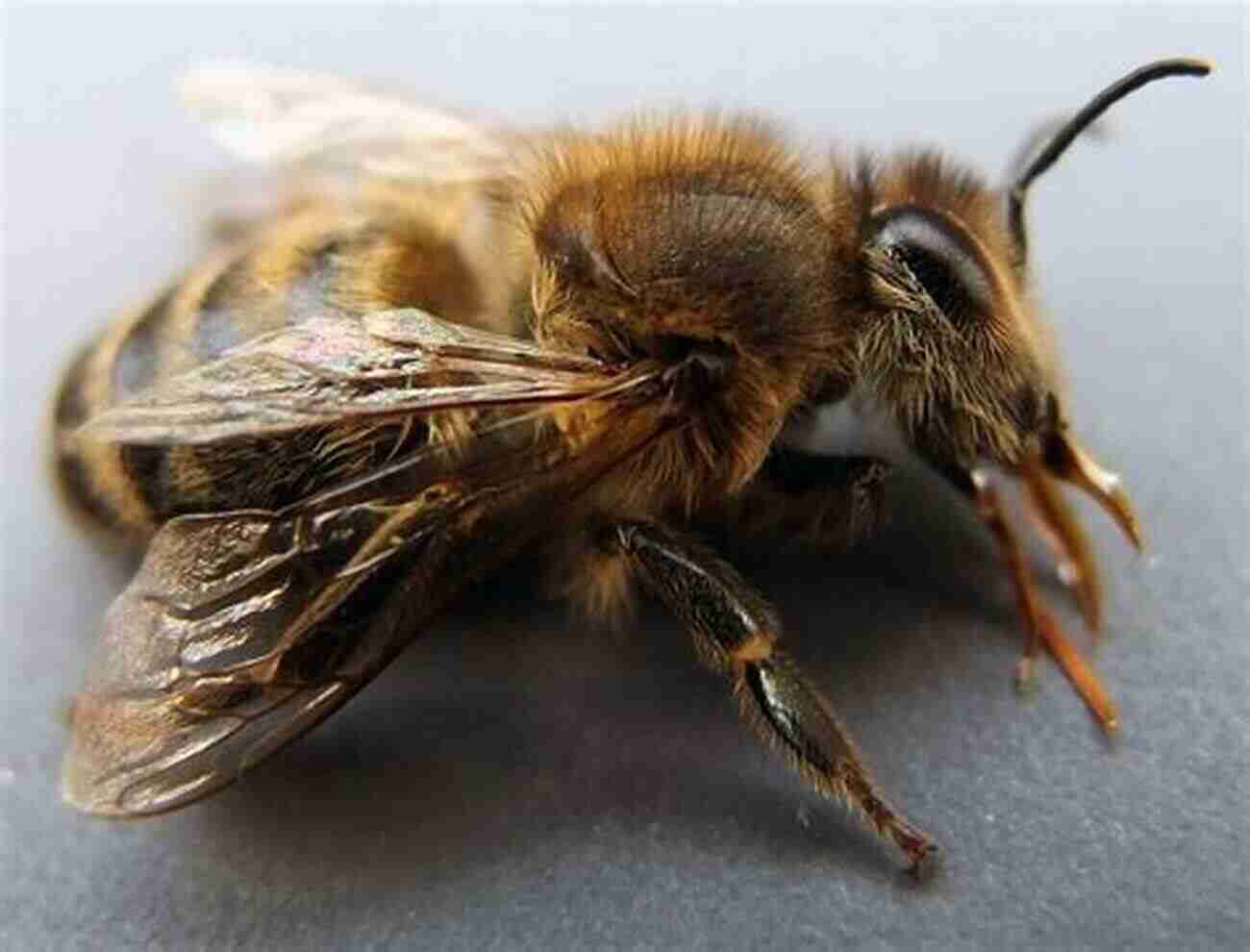 Close Up Of A Honey Bee First Time Beekeeping: An Absolute Beginner S Guide To Beekeeping A Step By Step Manual To Getting Started With Bees