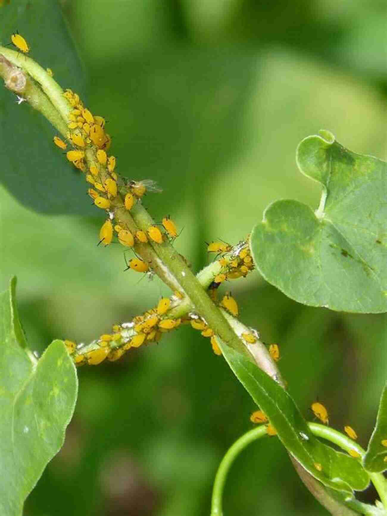 Close Up Of Aphids On A Plant Leaf Lexicon Of Plant Pests And Diseases