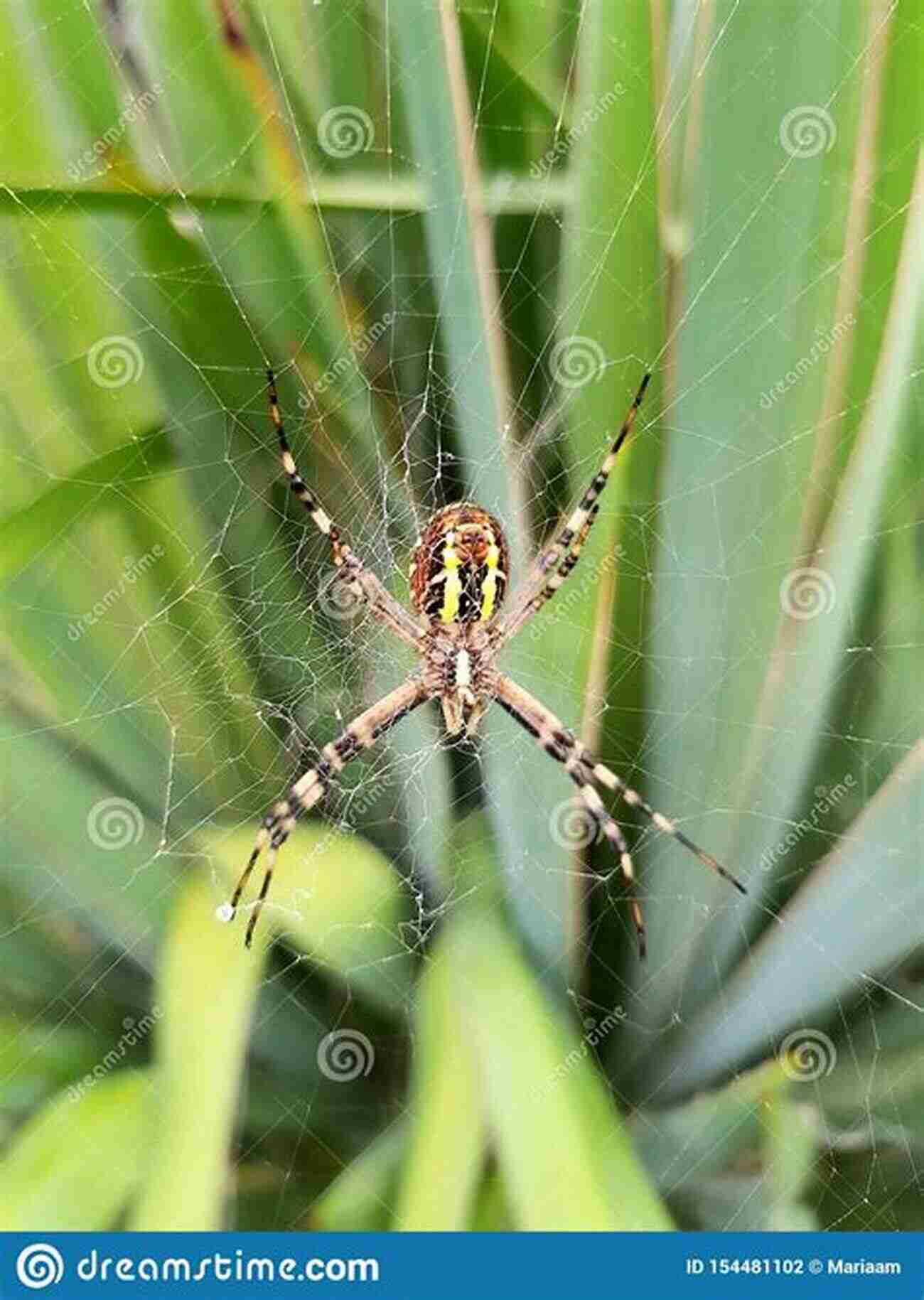 Close Up Of The Itsy Bitsy Spider's Web Itsy Bitsy S Story: Of PERSEVERANCE