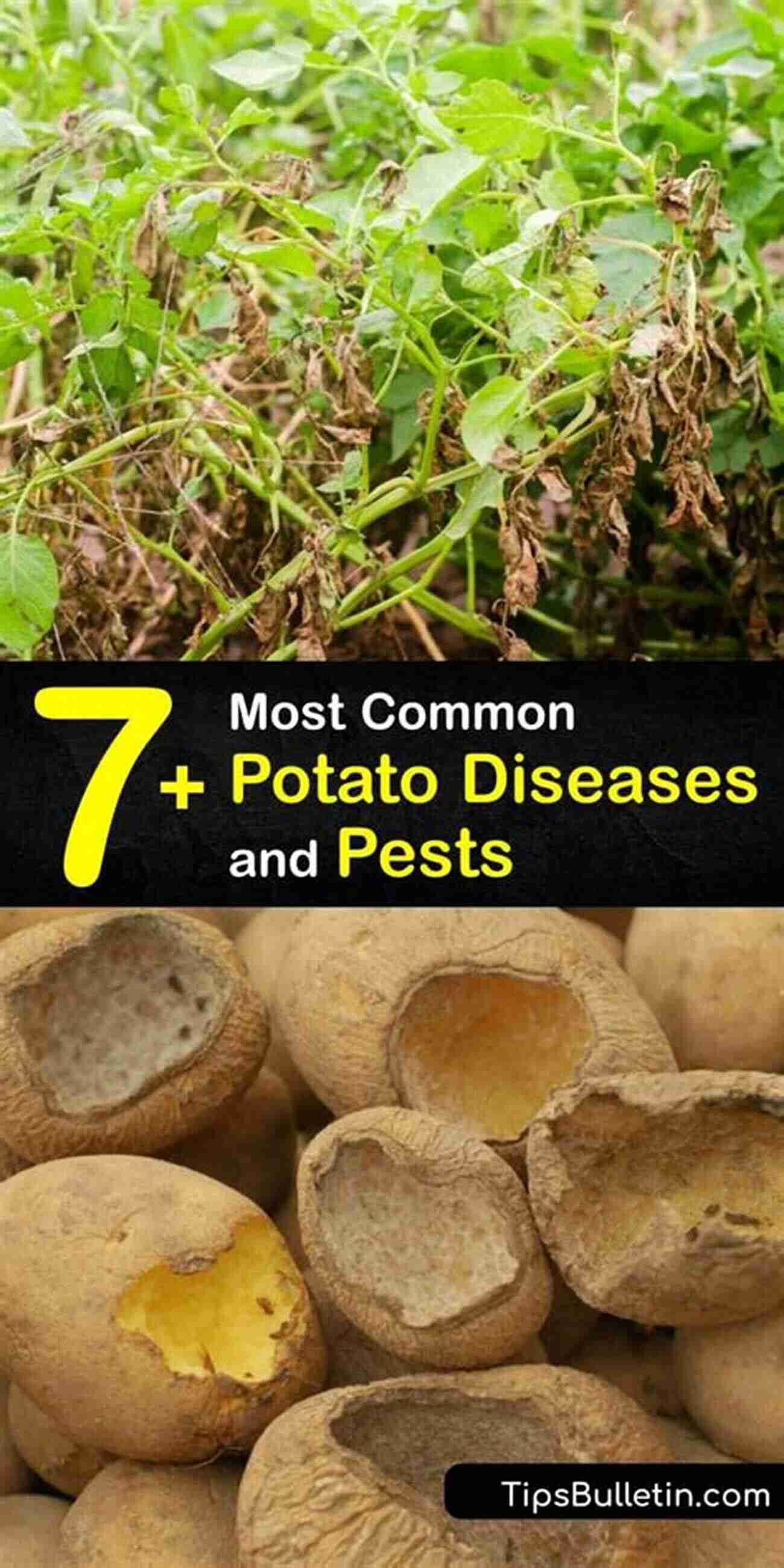 Common Potato Diseases A Visual Guide Potato Diseases Avery E Rich