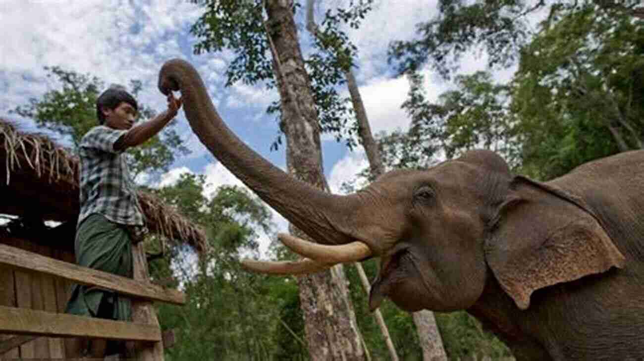 Conservationists Working Together To Protect Elephants And Their Habitats Beyond The Secret Elephants: On Mystery Elephants And Discovery