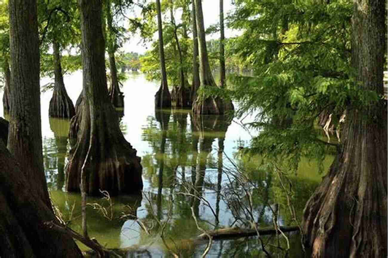 Cypress Trees Reflecting In Reelfoot Lake The Mississippi Flyway: Reelfoot To Lake Itasca (Free Passage Reestablishing North America S Wildlife Corridors)