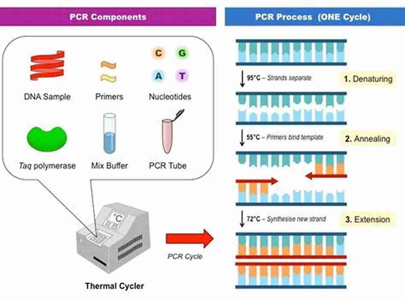 DNA PCR Reaction In A Laboratory Understanding PCR: A Practical Bench Top Guide