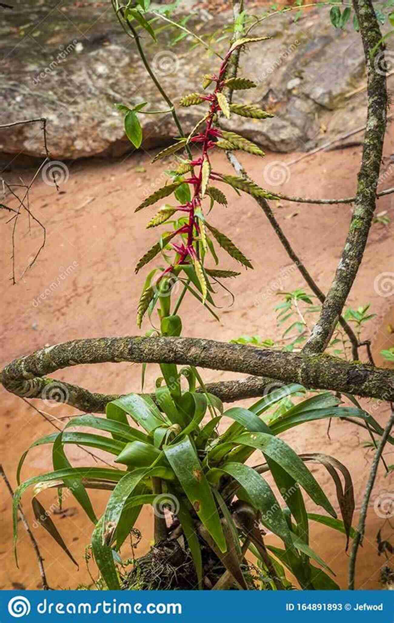 Discover The Vibrant Orchids In Amboro National Park Nature Travel Guide: Wildlife Of Amboro National Park Bolivia (Nature Travel Guide Series)