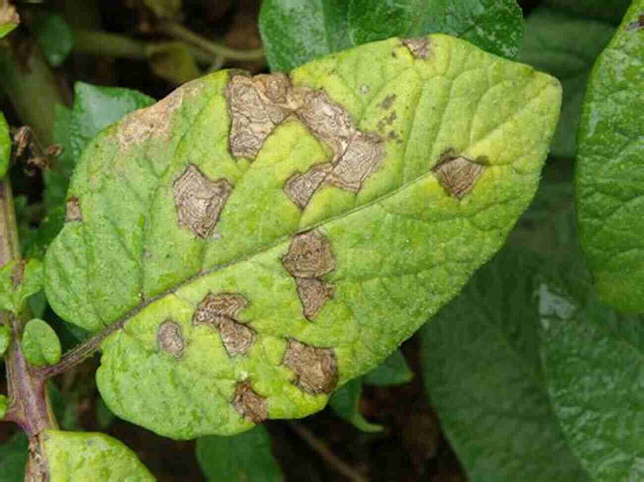 Early Blight On Potato Leaves Potato Diseases Avery E Rich