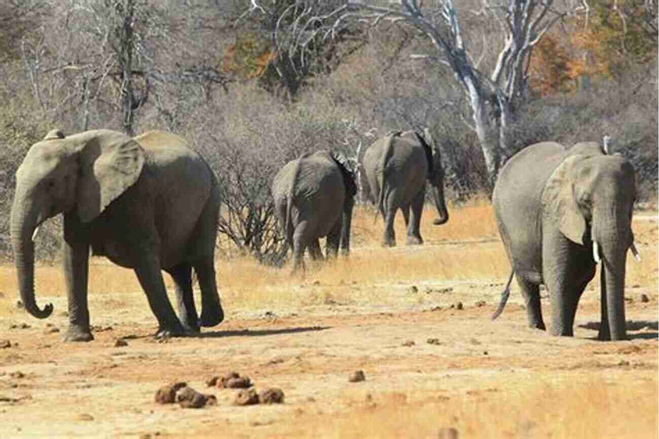 Elephants Roaming Freely In A Lush Green Forest Beyond The Secret Elephants: On Mystery Elephants And Discovery