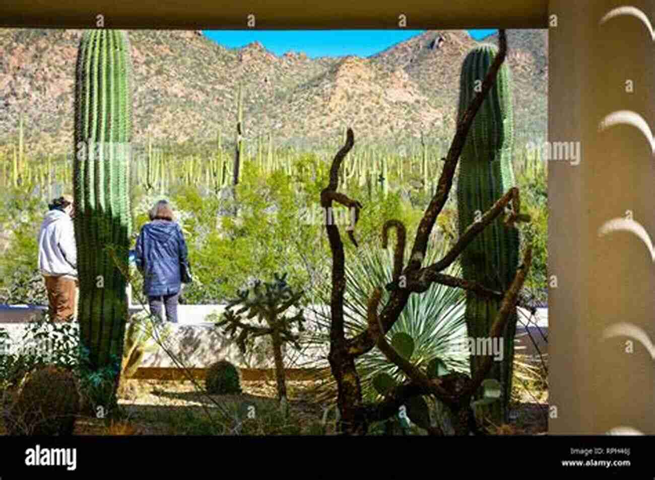 Expansive Sonoran Desert Landscape With Vibrant Flora And Fauna Sonoran Desert Summer John Alcock