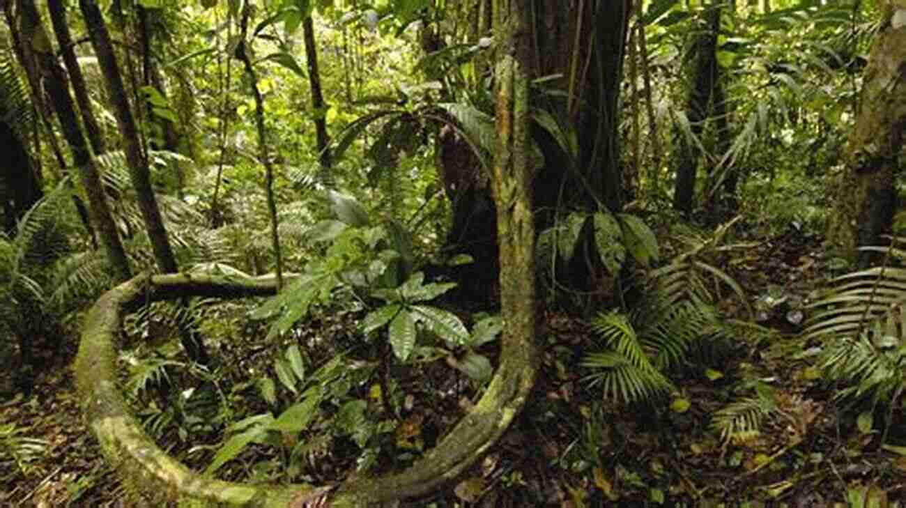 Exploring The Beauty Of The Amazon Rainforest In Ecuador Above The Snake Line: My Years In Ecuador