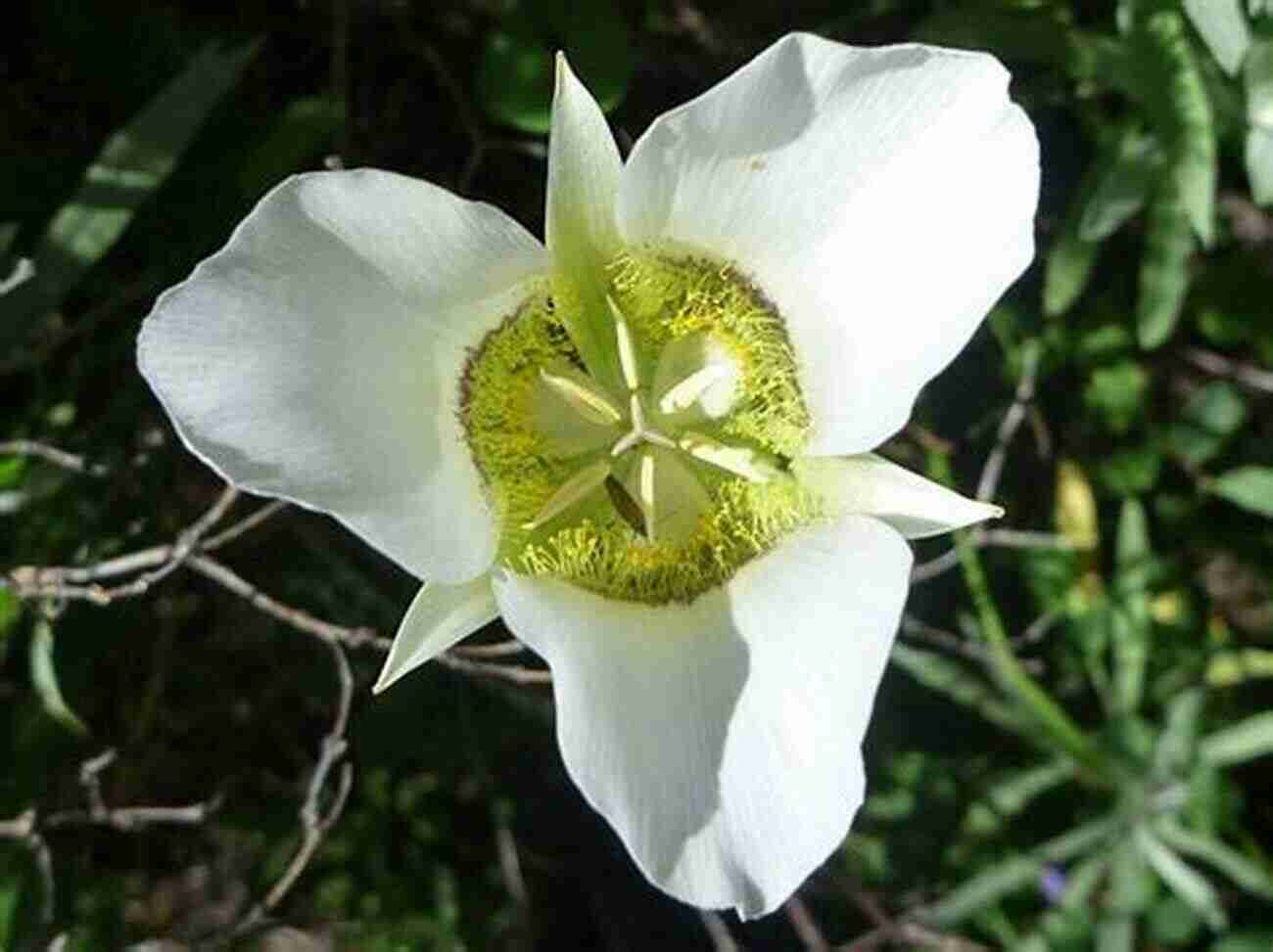 Exquisite Mariposa Lily In A Rocky Meadow Wildflowers Of The Mountain West