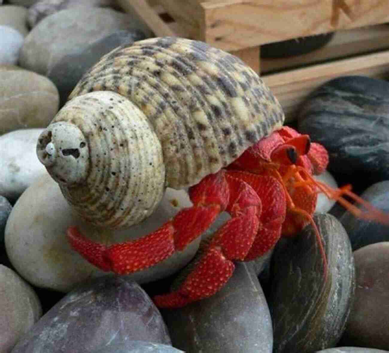 Fascinating Crabs In Various Shapes And Sizes Walking Sideways: The Remarkable World Of Crabs