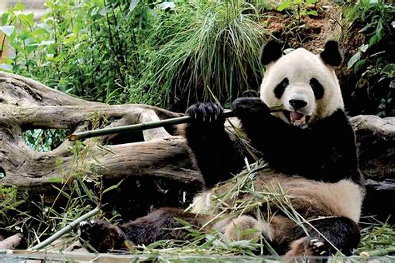 Giant Panda In Its Natural Habitat A Guide To The Mammals Of China