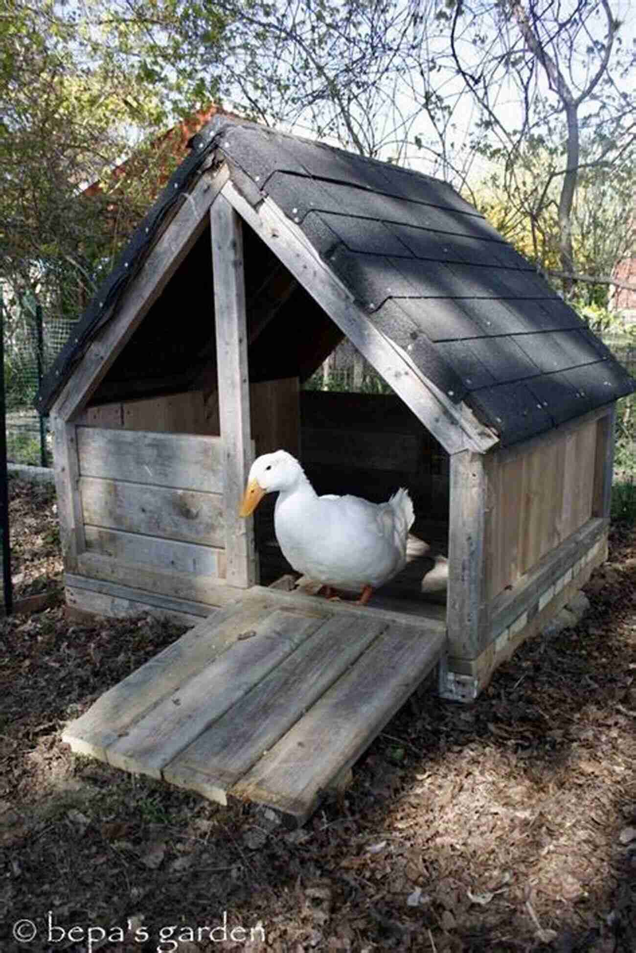 Goat And Duck Sitting Side By Side At XYZ Animal Sanctuary What The Animals Taught Me: Stories Of Love And Healing From An Animal Santuary